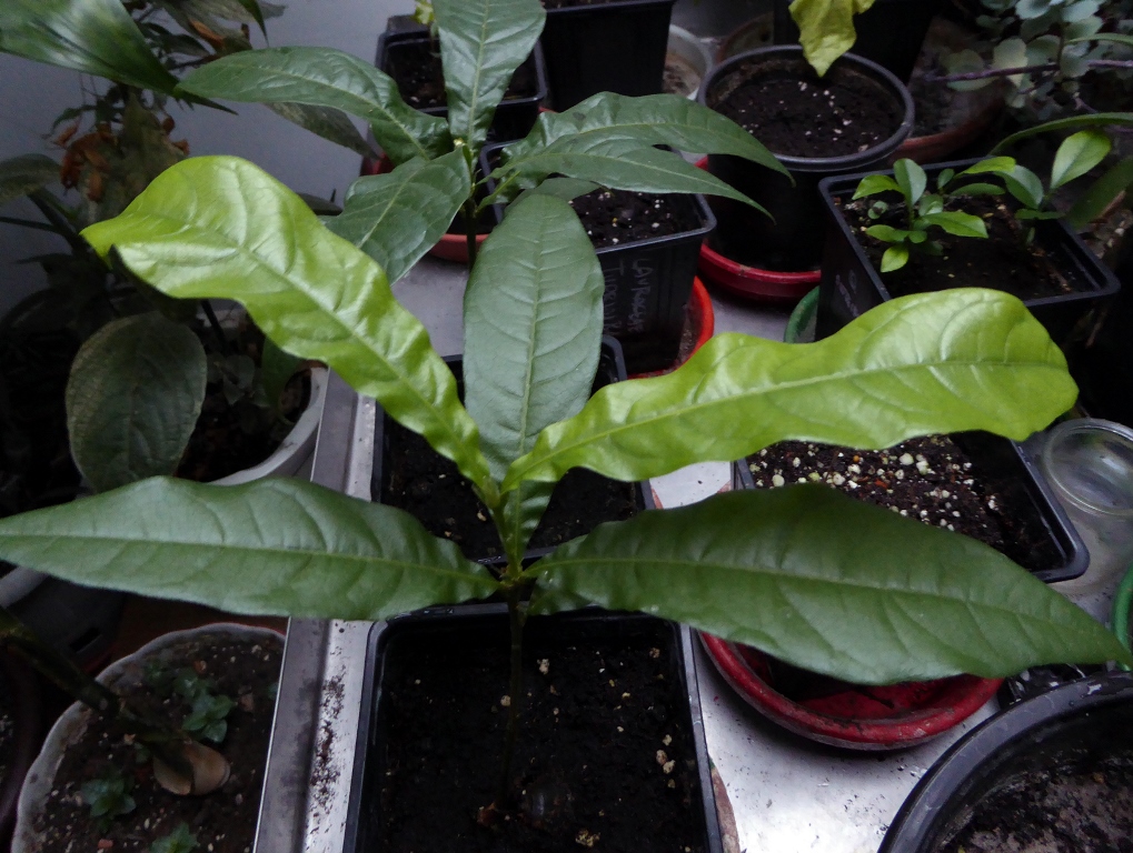 Seedlings of Quercus copeyensis