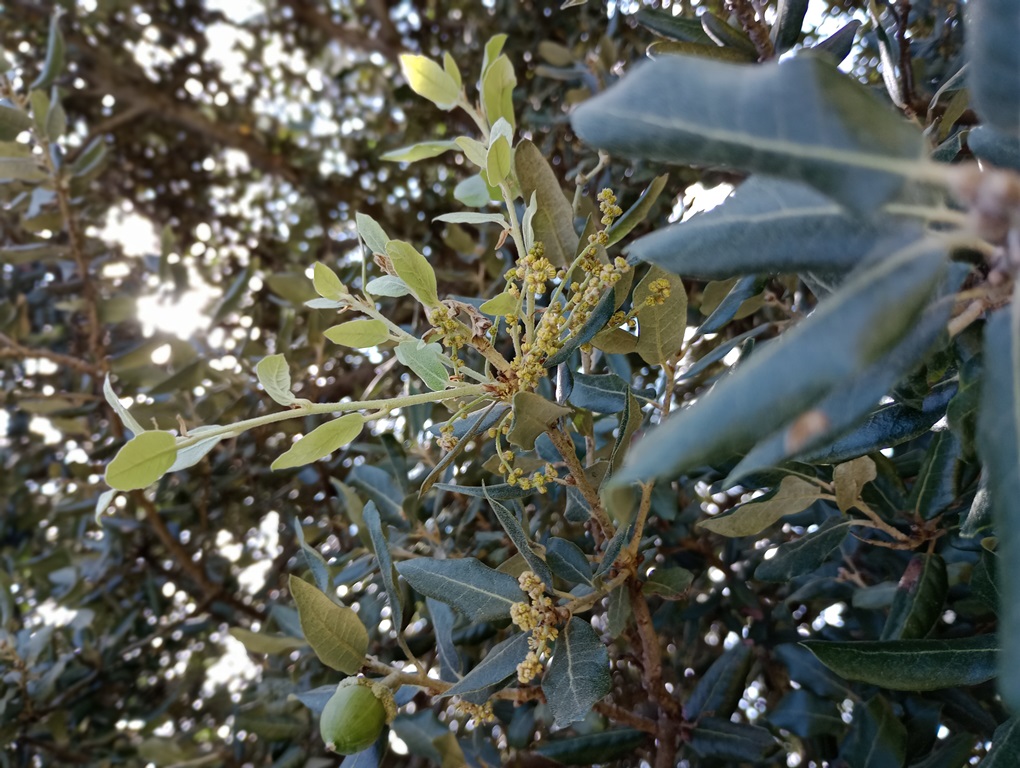Fig. 2 Male inflorescence on second growth and a ripening acorn from the first growth of Quercus ilex. October 2024.