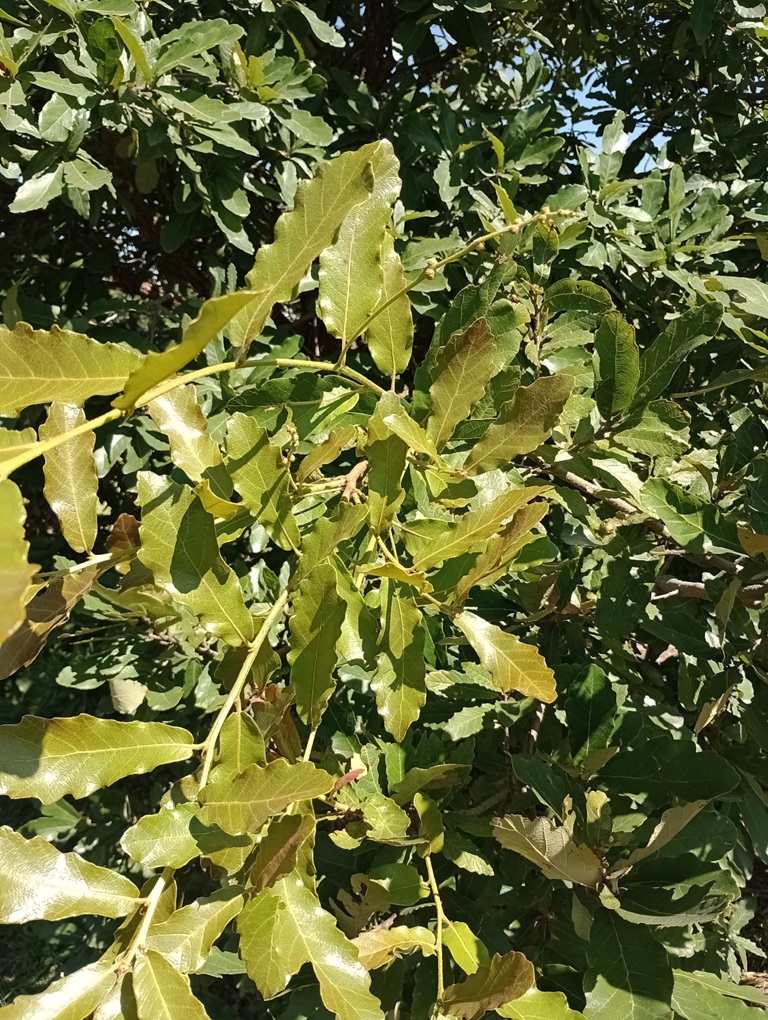 Fig. 3 A long female inflorescence on vigorous second growth of Quercus obtusata. November 2024.