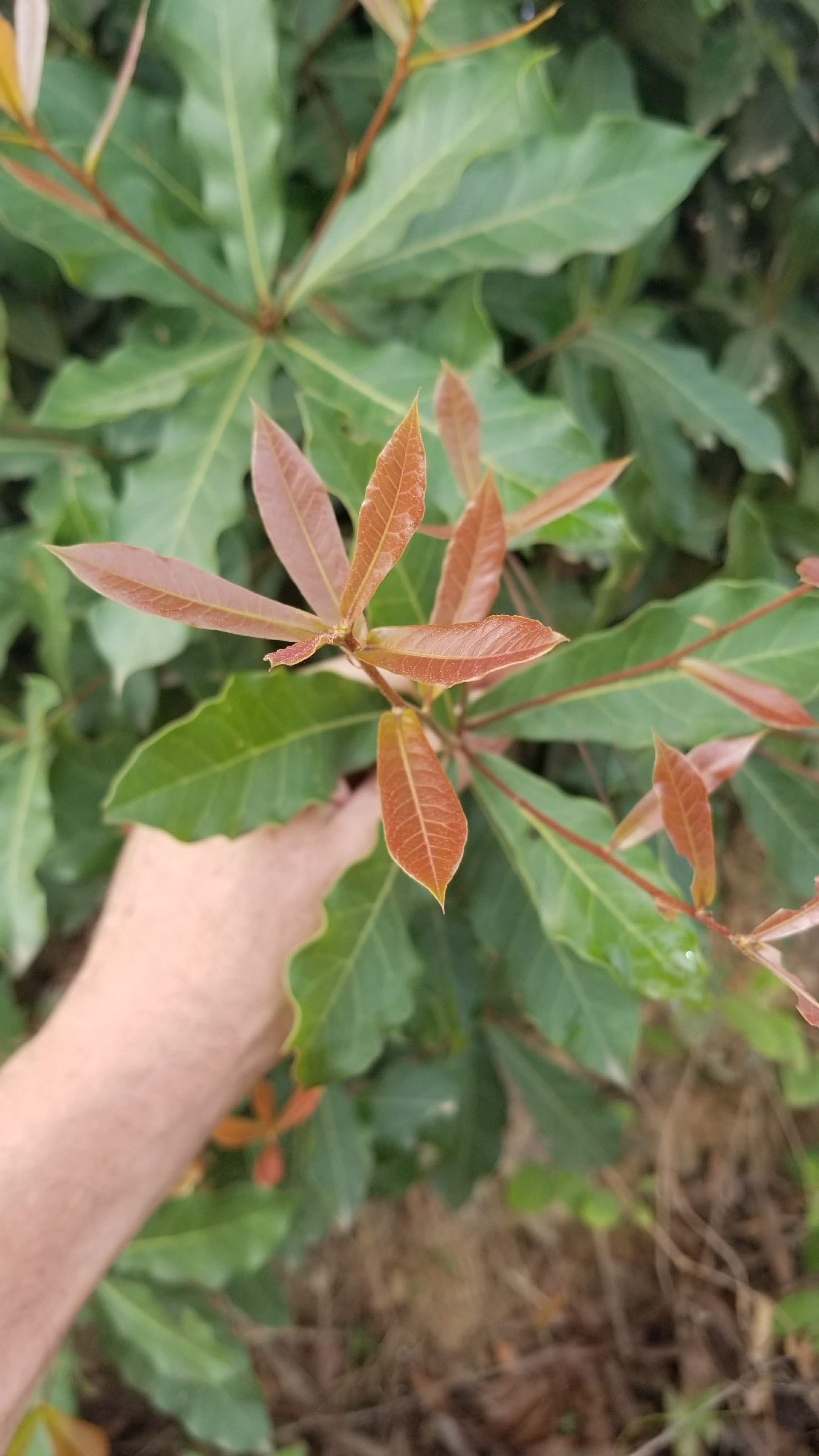 Q sapotifolia growth