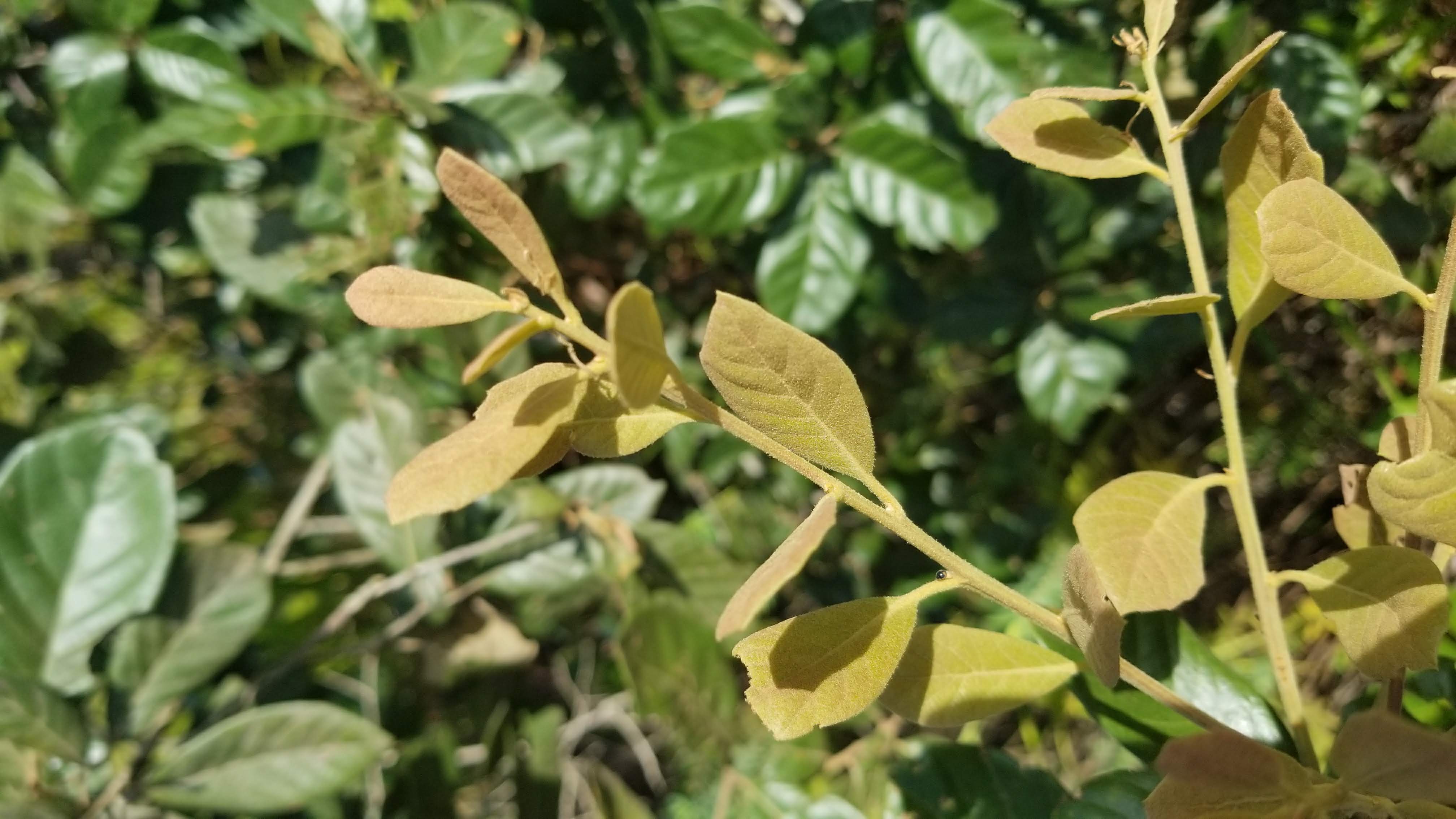 Quercus oleoides new growth