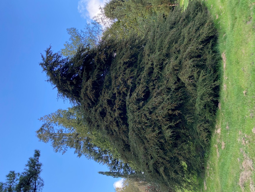 Cupressus lusitanica Brookhall