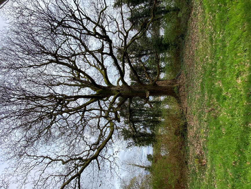 Quercus petraea