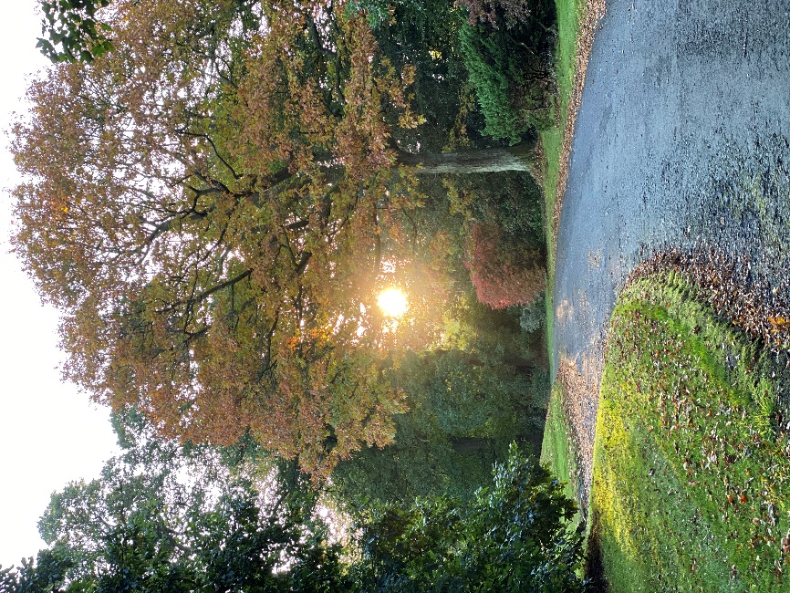 Quercus velutina
