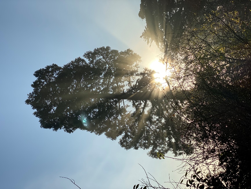 Sequoiadendron giganteum