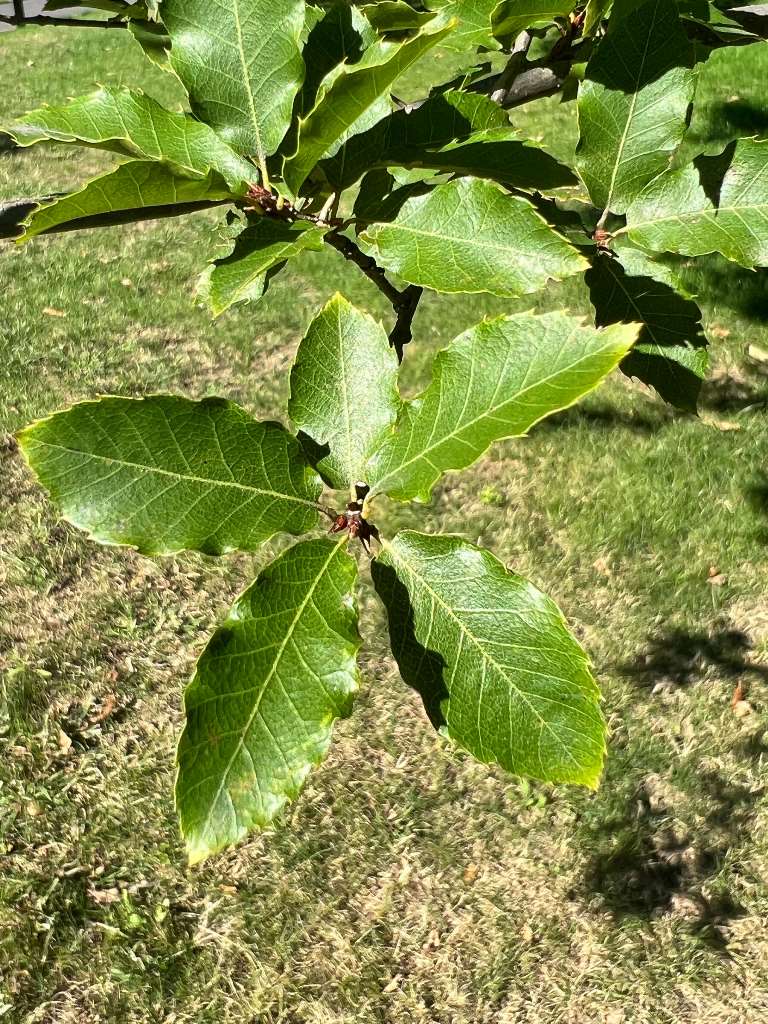 Quercus baronii