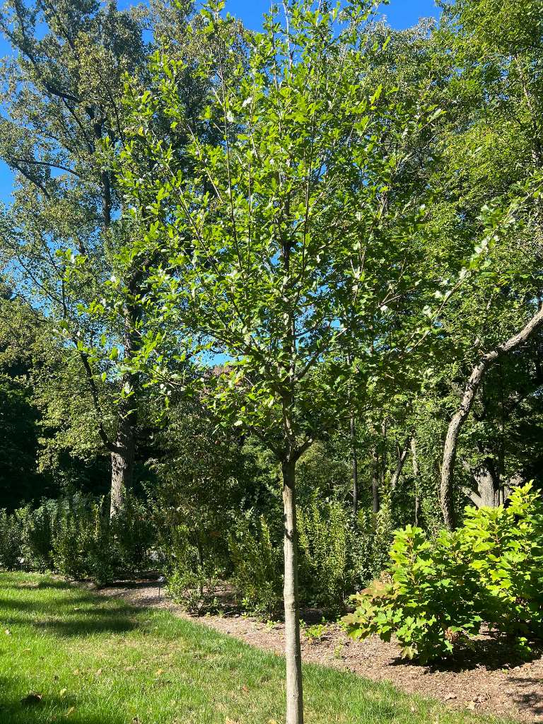 Quercus xcomptoniae