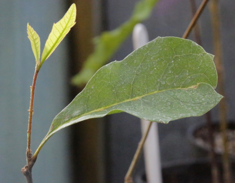 New growth on Q. sagrana