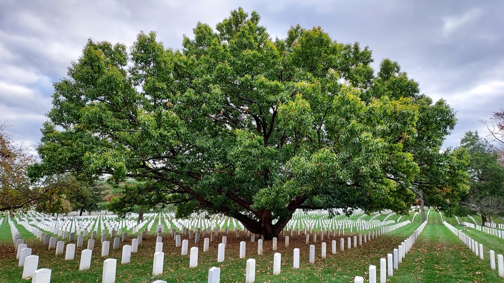 Quercus acutissima Arilington Cemetery