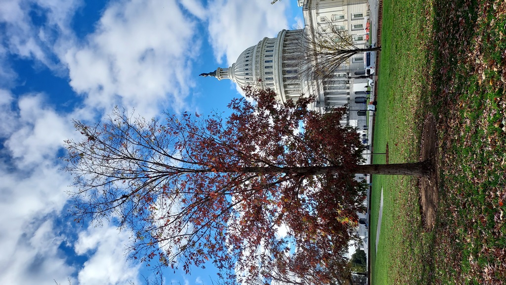 Quercus alba Charter Oak