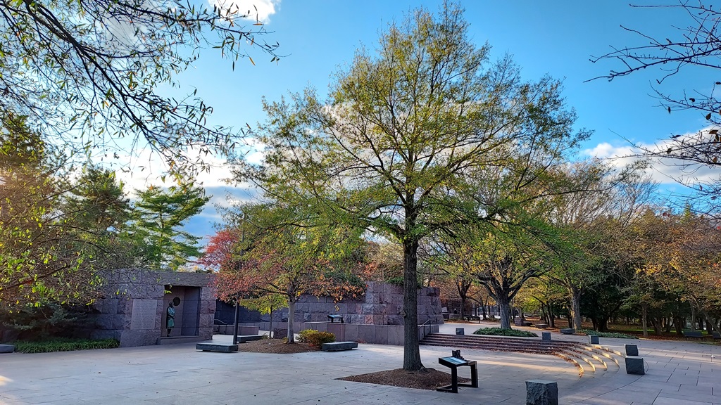 Quercus phellos Roosevelt Memorial