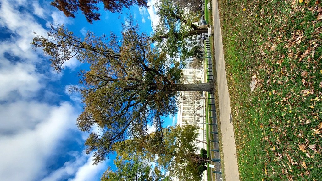 Quercus xheterophylla