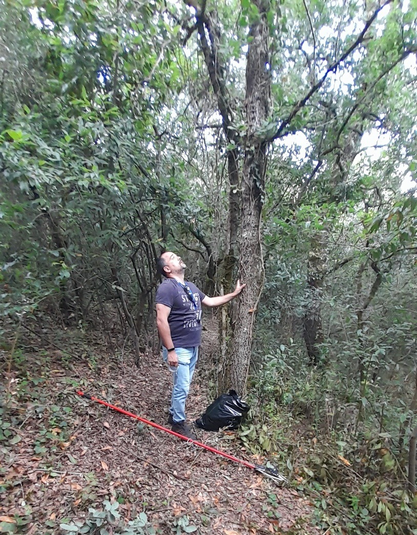 Collecting Q. canariensis (photo credit: Herlander Azevedo)
