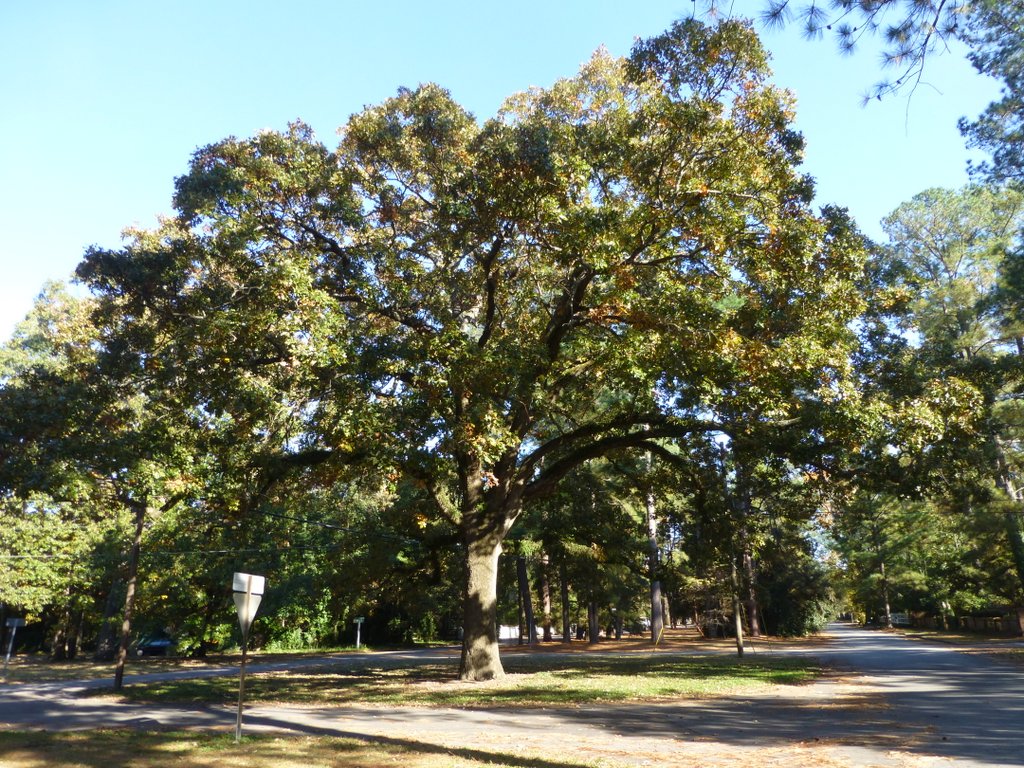 Quercus stellata in Aiken