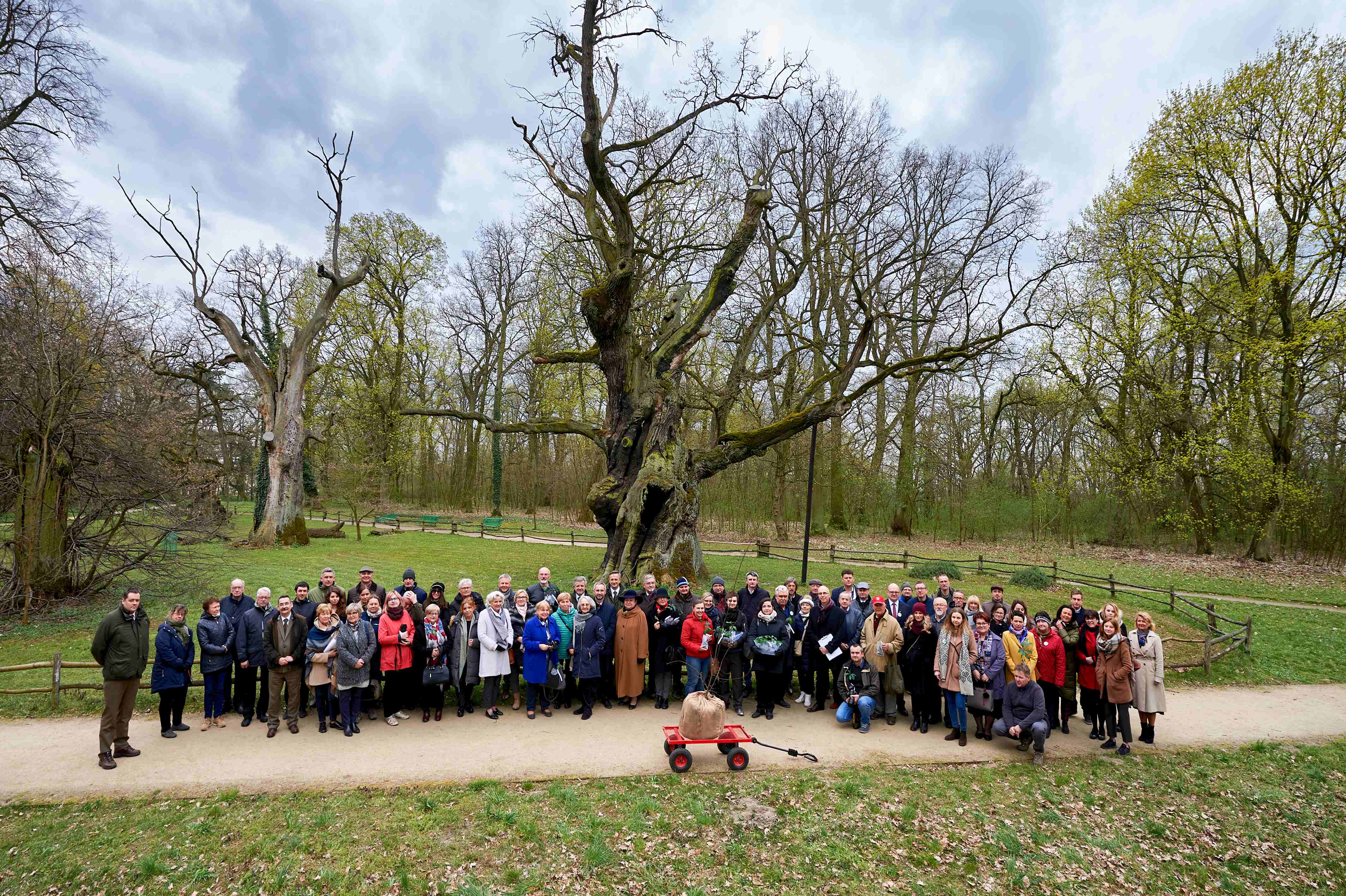 Rogalin oak