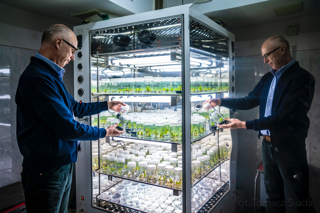 Cloning oaks