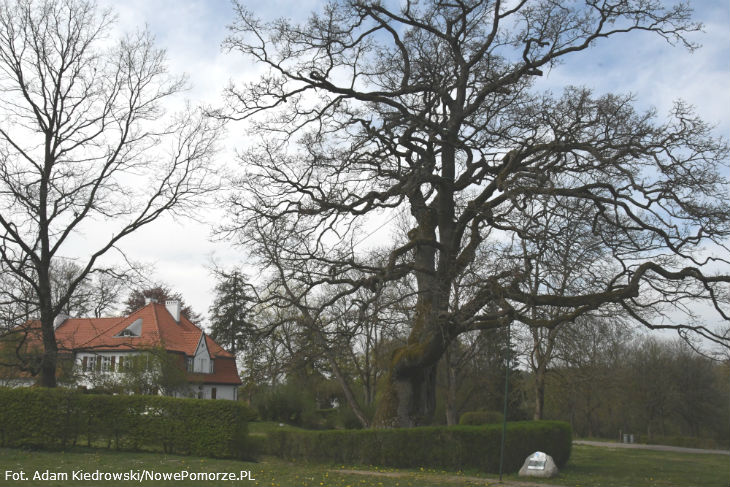 Wibicki oak