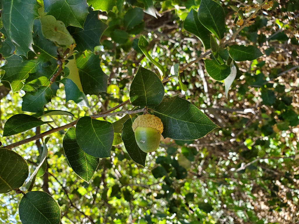 Quercus palmeri x chrysoleps in Oak Creek Canyon
