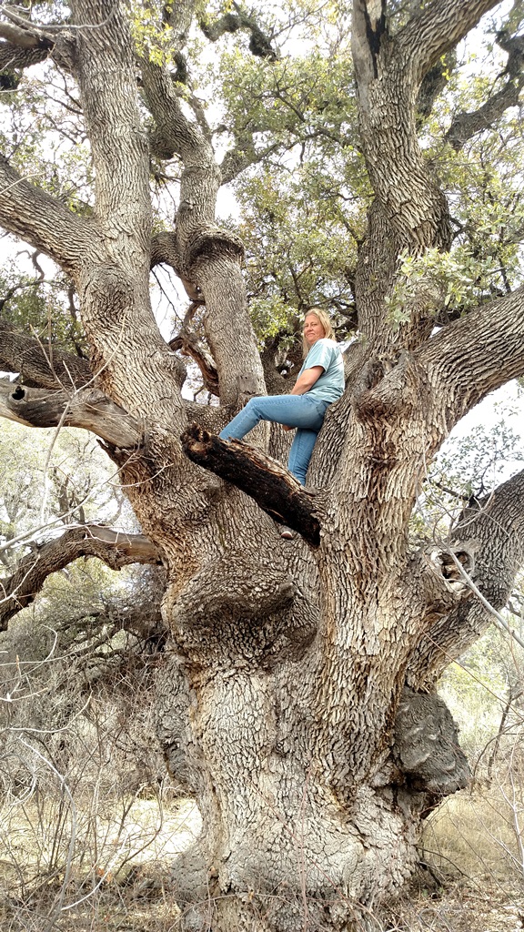 Gray oak champ
