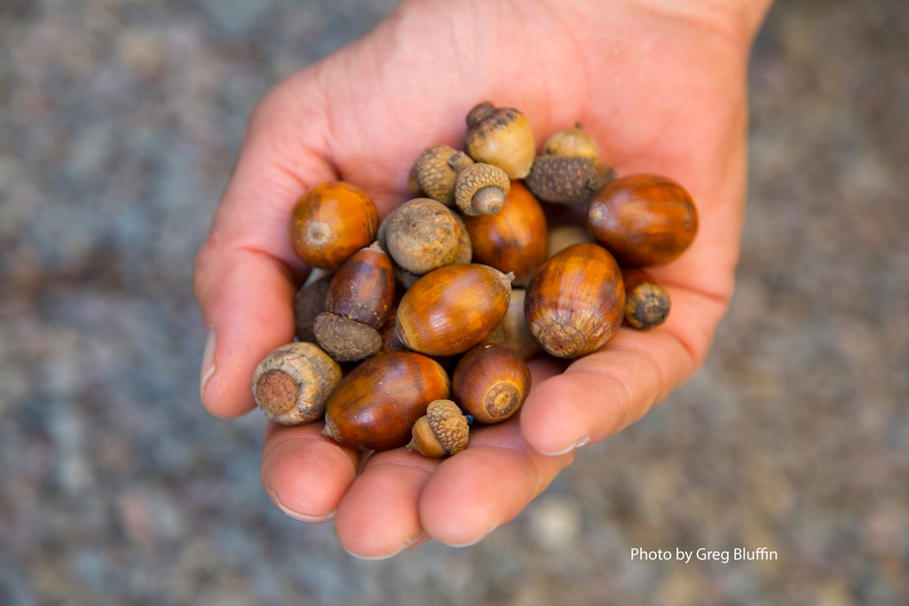 Quercus tomentella acorns
