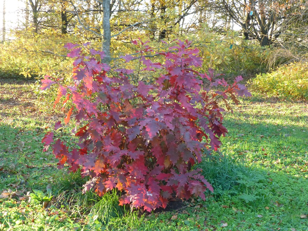 A coppiced Quercus rubra in June (mid-winter)