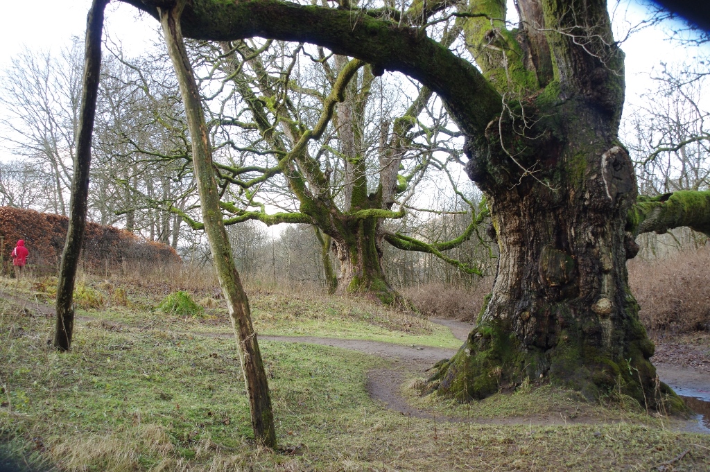 The Birnam Oak, with Young Pretender behind