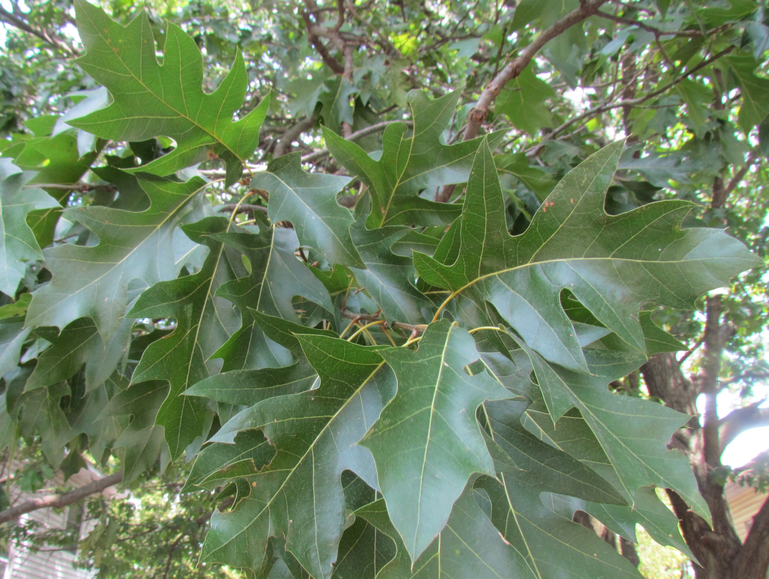 Quercus xegglestonii