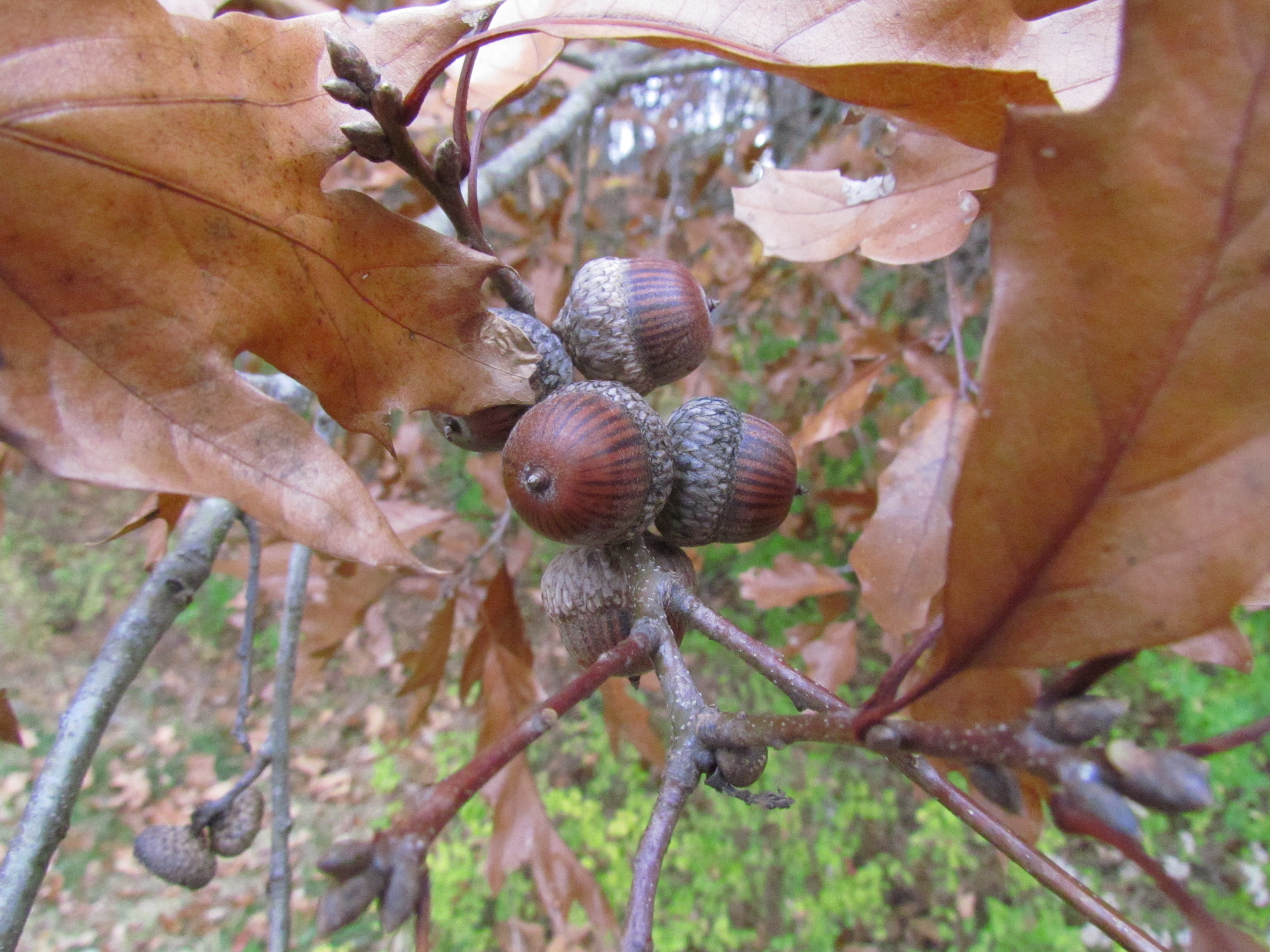 Acorns smaller than Shumard oak