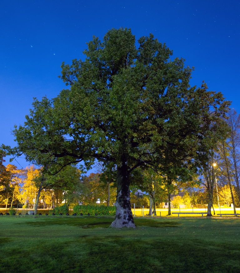 Oak at night
