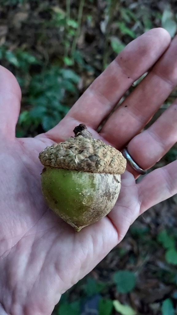 Quercus skinner acorn El Salvador
