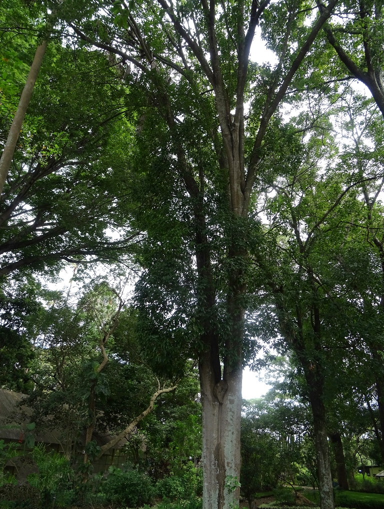 Mature Quercus skinneri at CECON-USAC