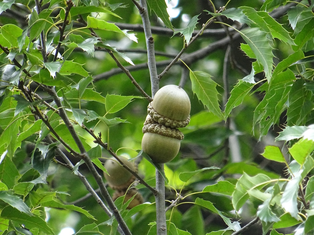 Quercus skinneri acorns at Univ. de San Carlos