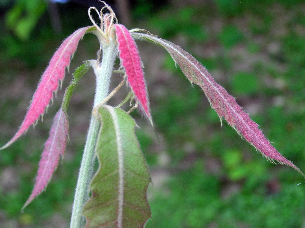 Emerging leaves on Quercus skinneri Iturraran