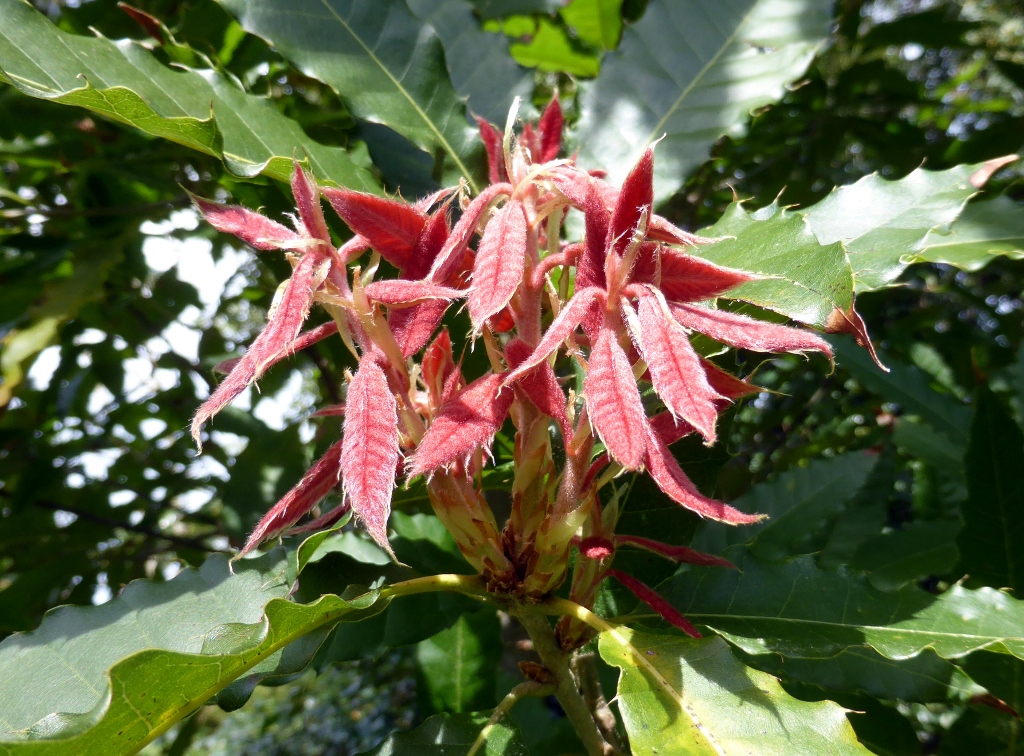 New growth on Quercus skinneri in Iturraran