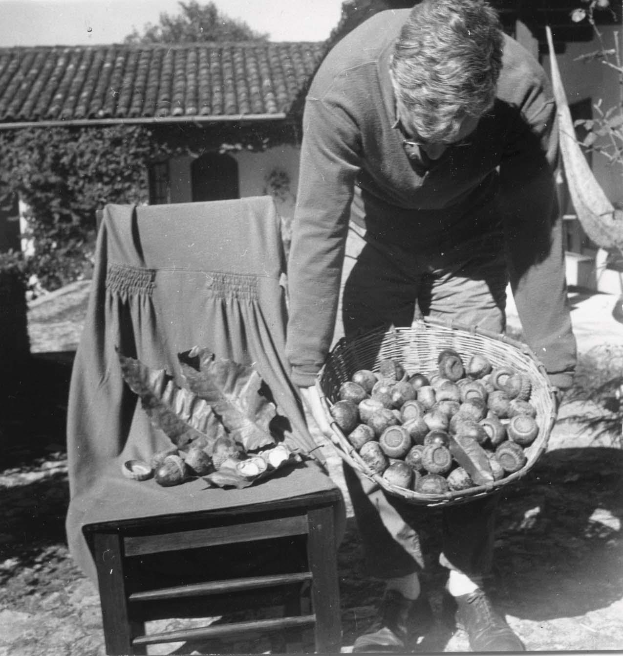 David Fairchild with Quercus skinneri acorns