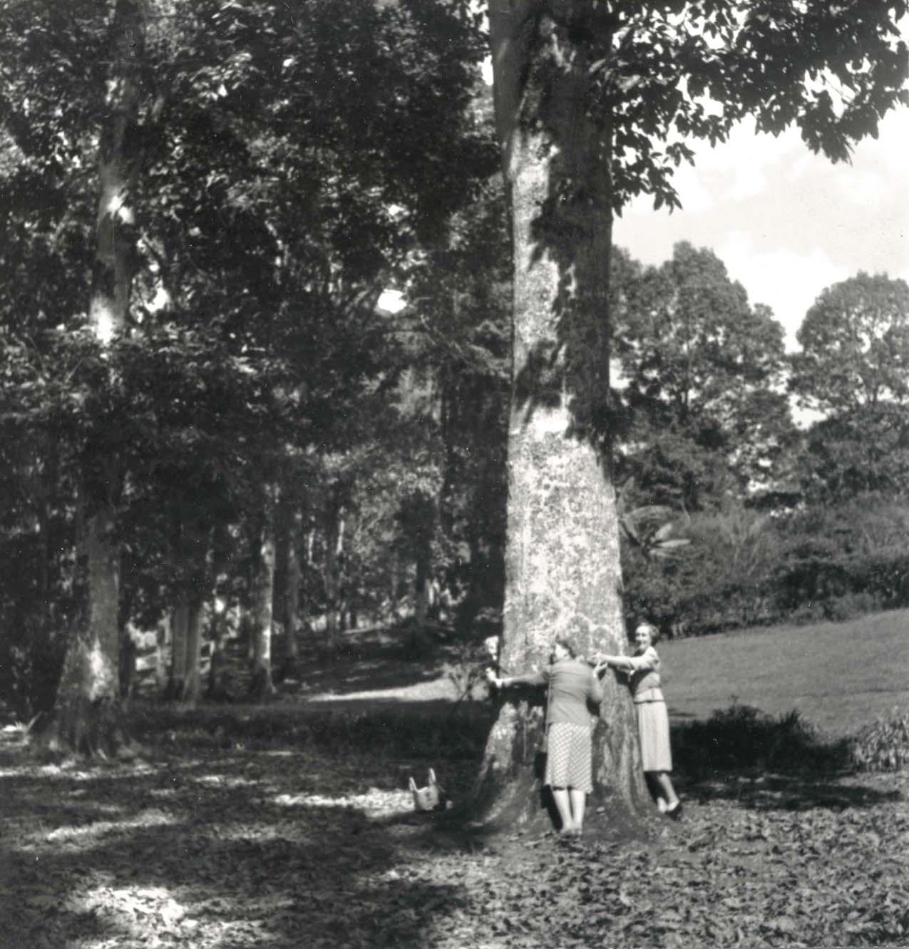 Three ladies encircling a Quercus skinneri trunk