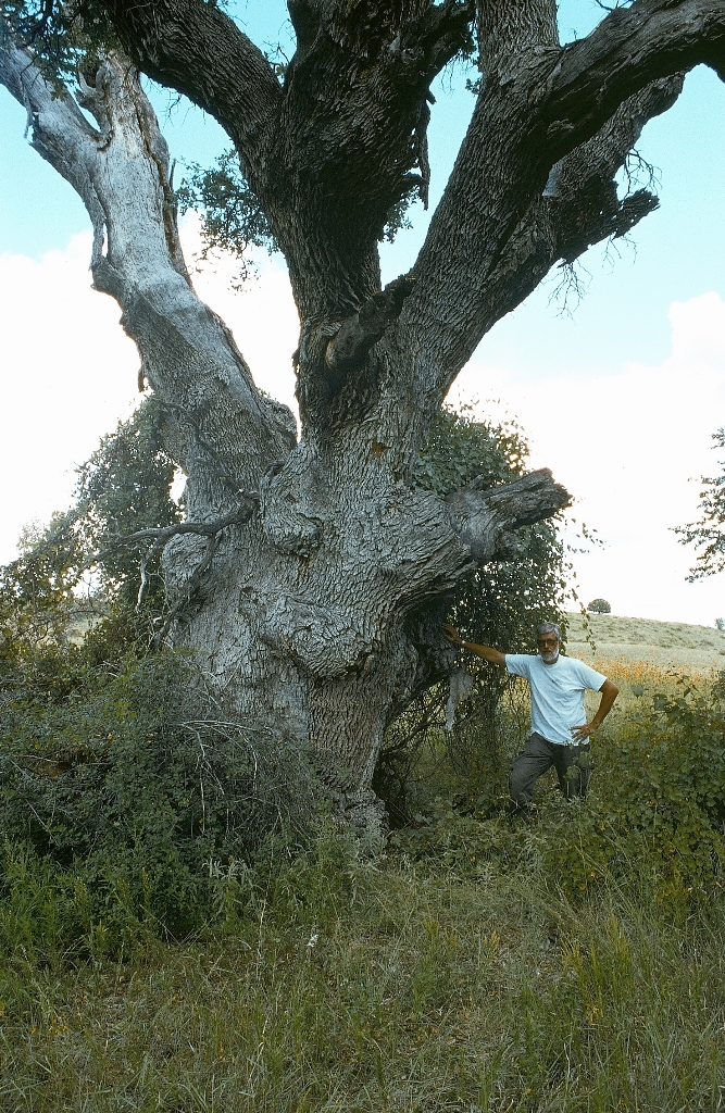 Gray oak National Champ with Guy Sternberg