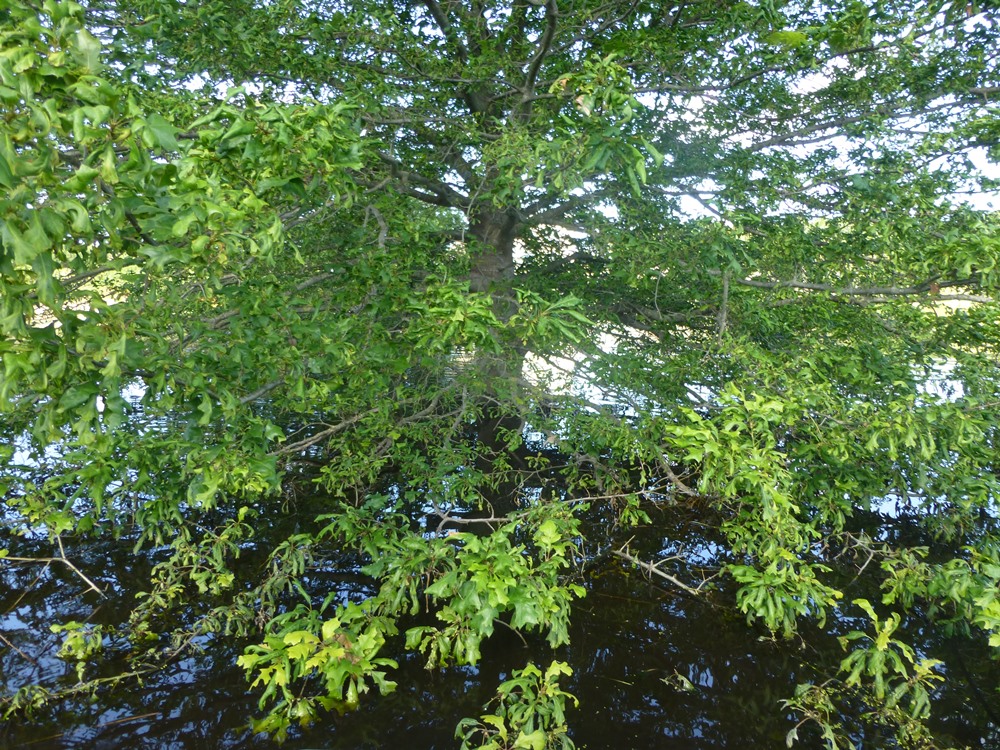 Quercus texana under water close up