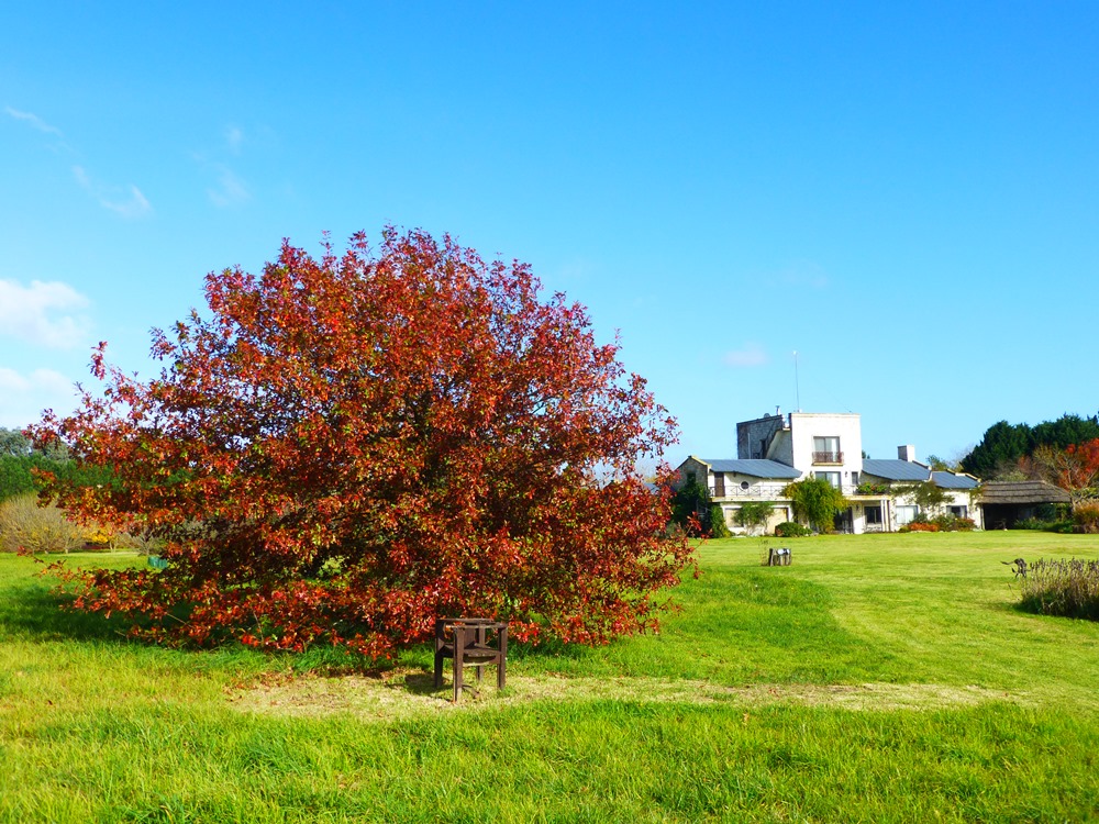 Quercus texana in fall
