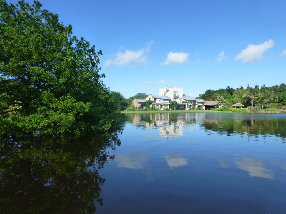 Quercus texana under water