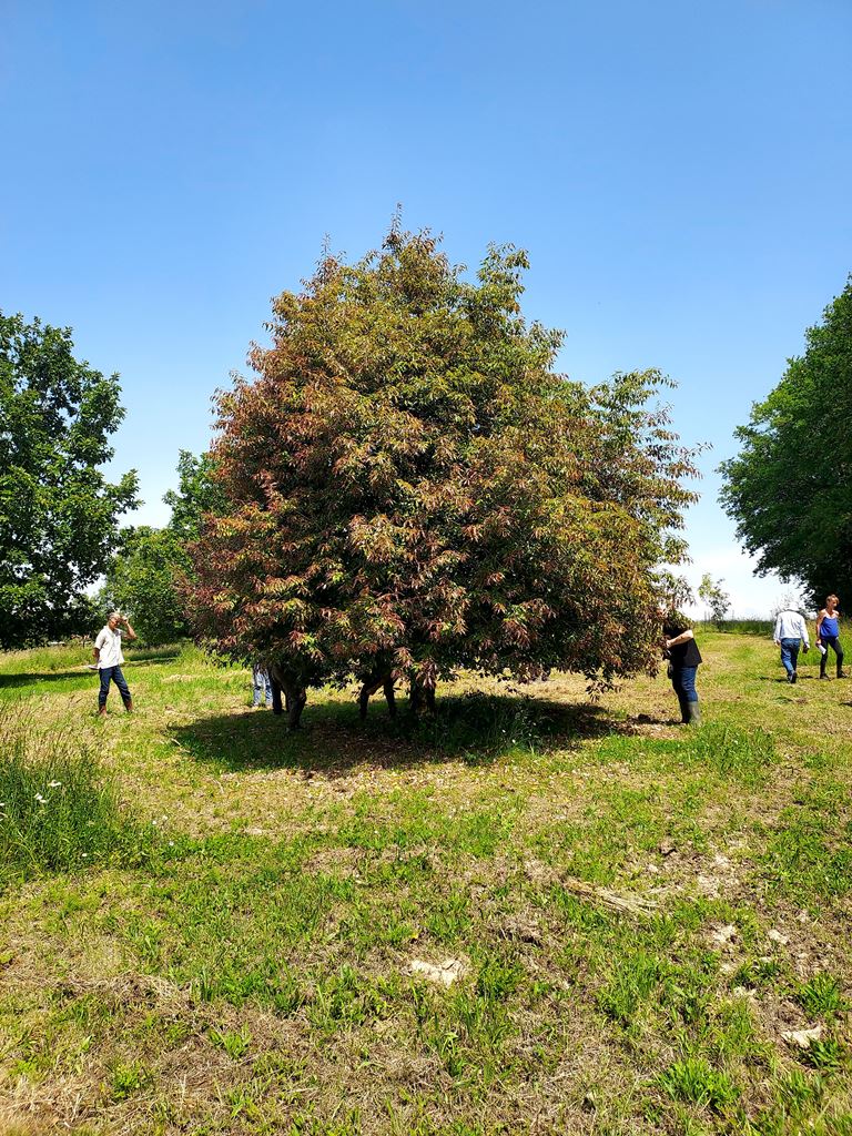 Quercus salicina