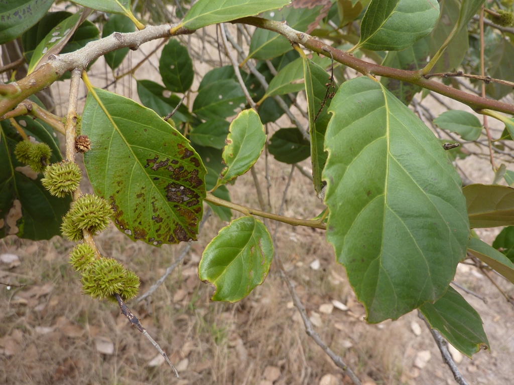 Castanopsis delavayi