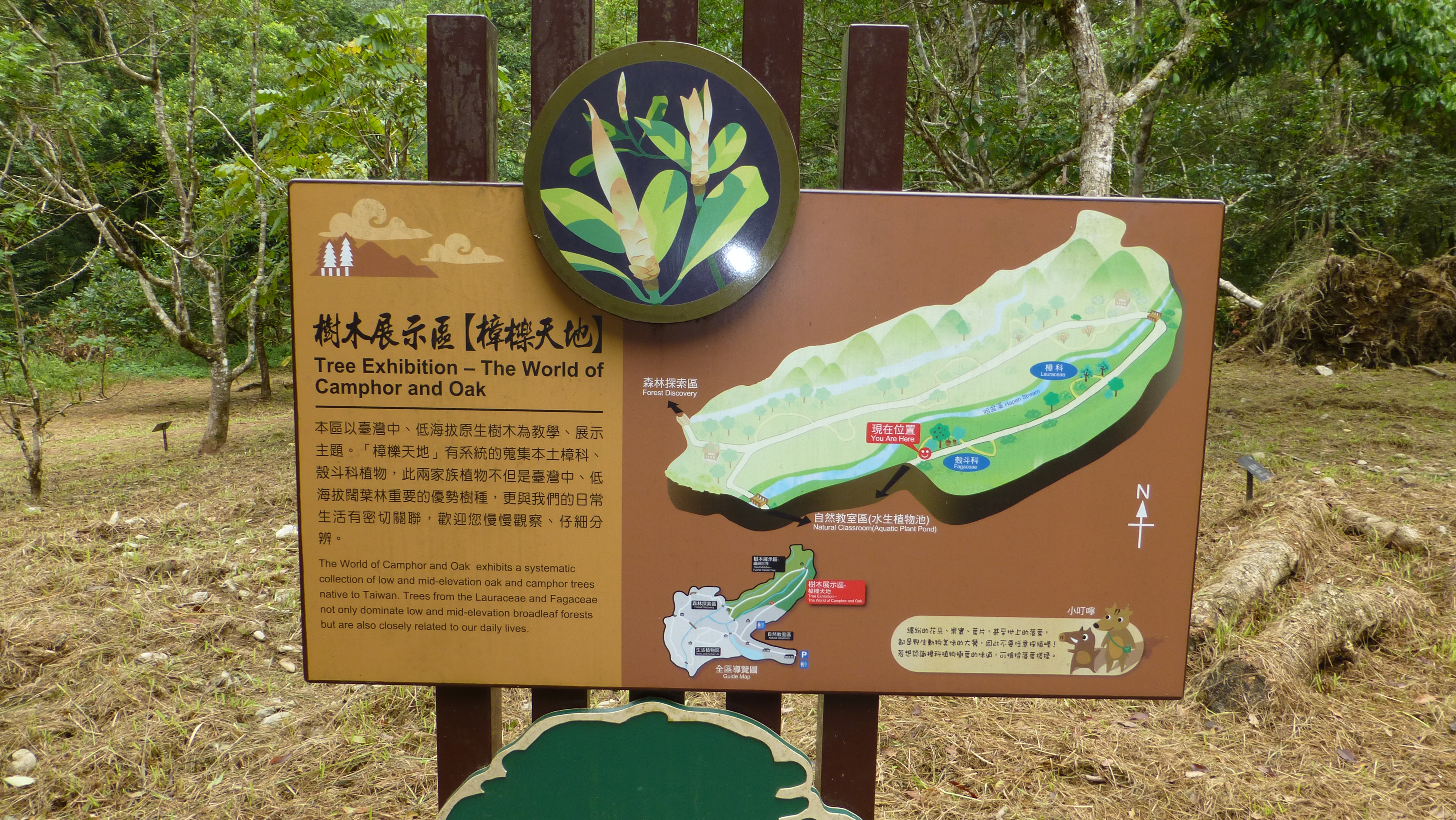 Section of Fagaceae in Fushan Botanic Garden