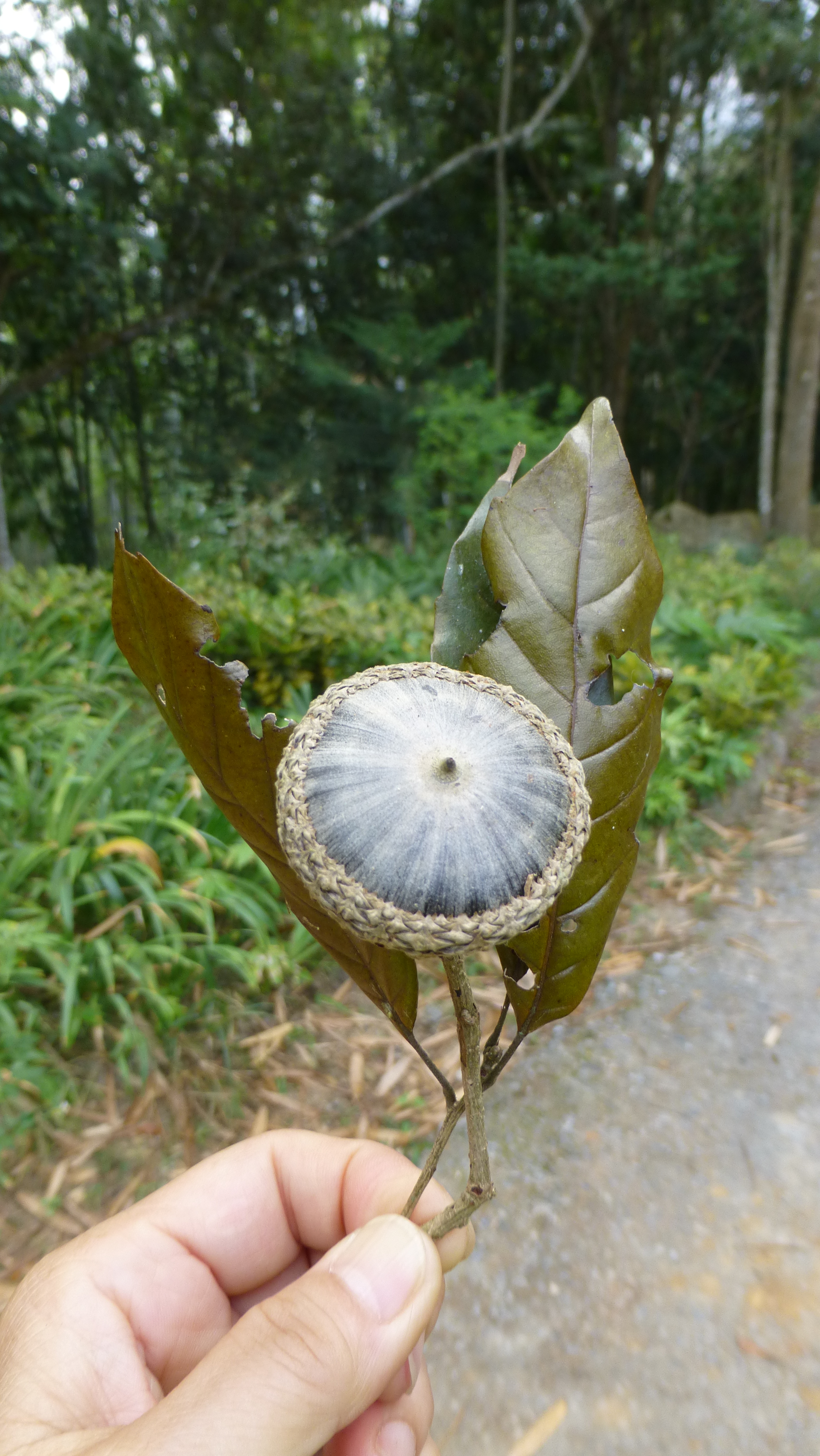 Lithocarpus corneus (Lour.) Rehder