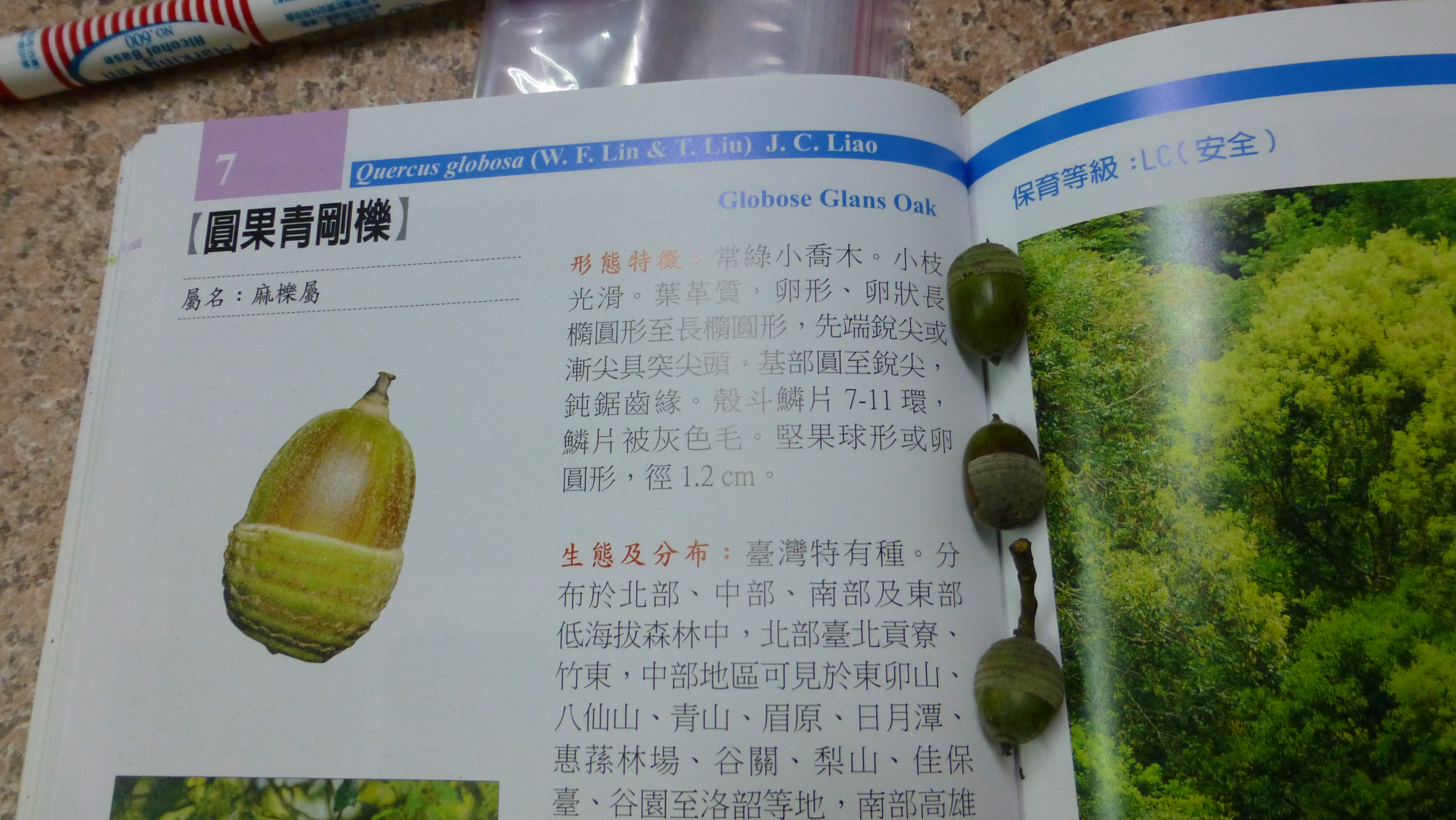 Quercus globosa (T.P.Lin & T.S.Liu) J.C.Liao in Fagaceae of Taiwan—with acorns!