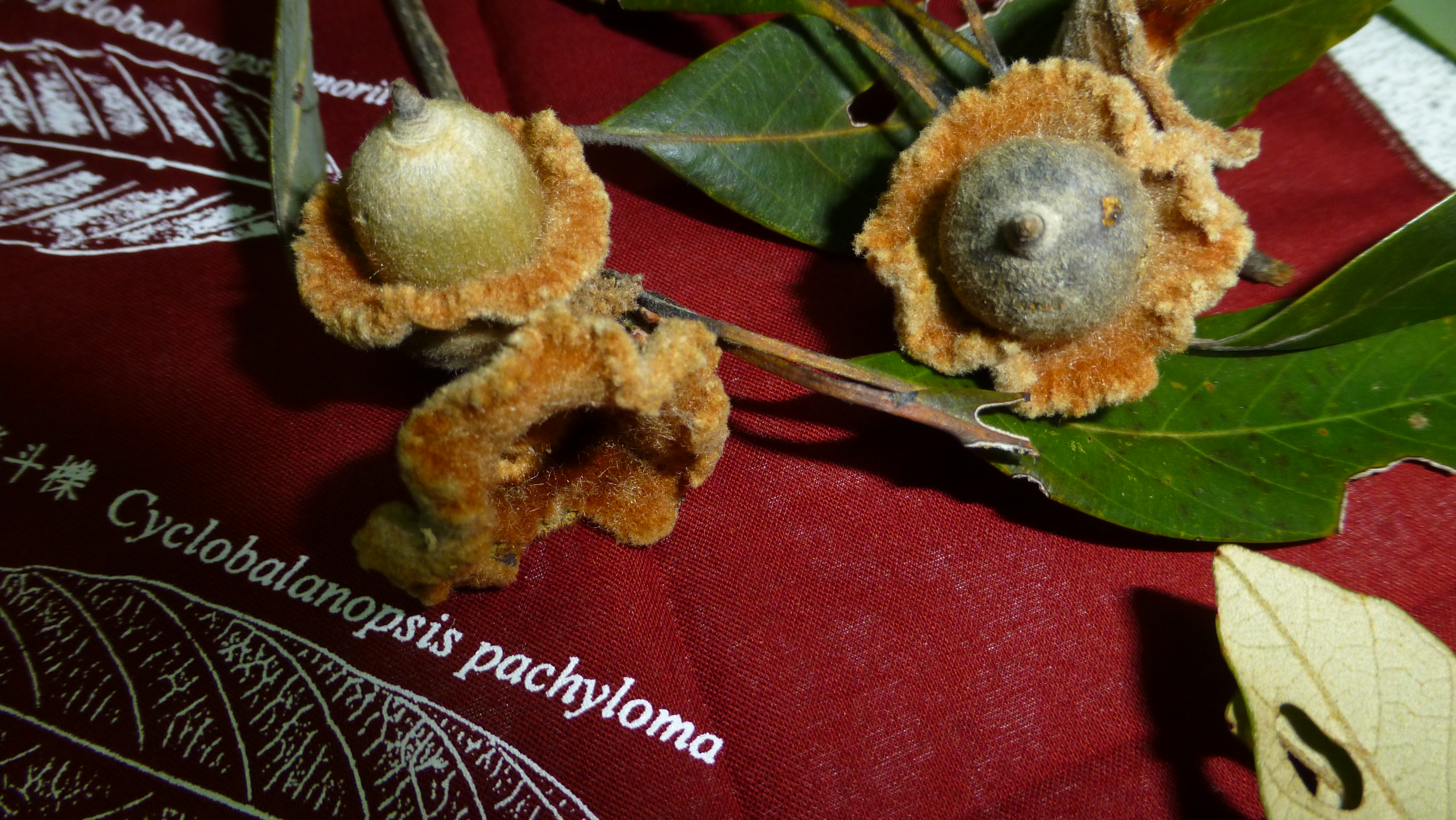 Quercus pachyloma Seemen