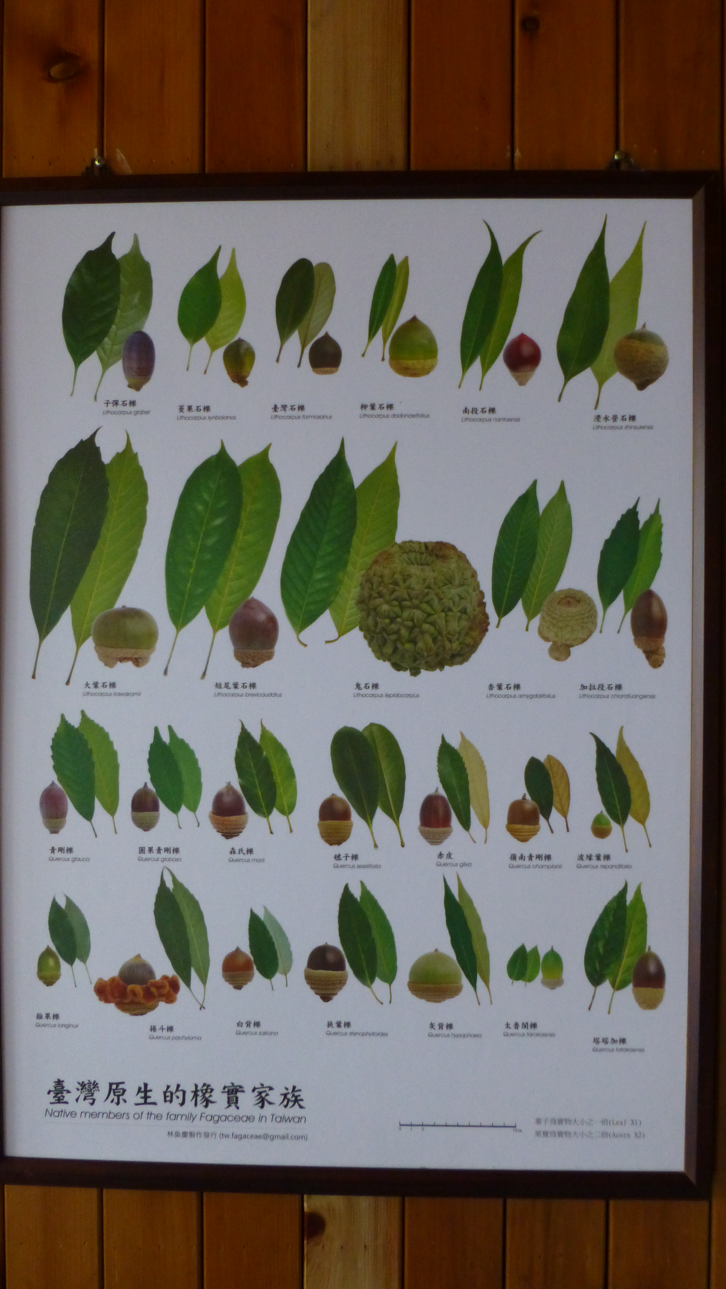 Poster of Quercus and Lithocarpus of Taiwan