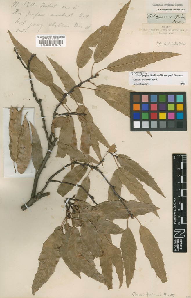 Isotype of Q. grahamii