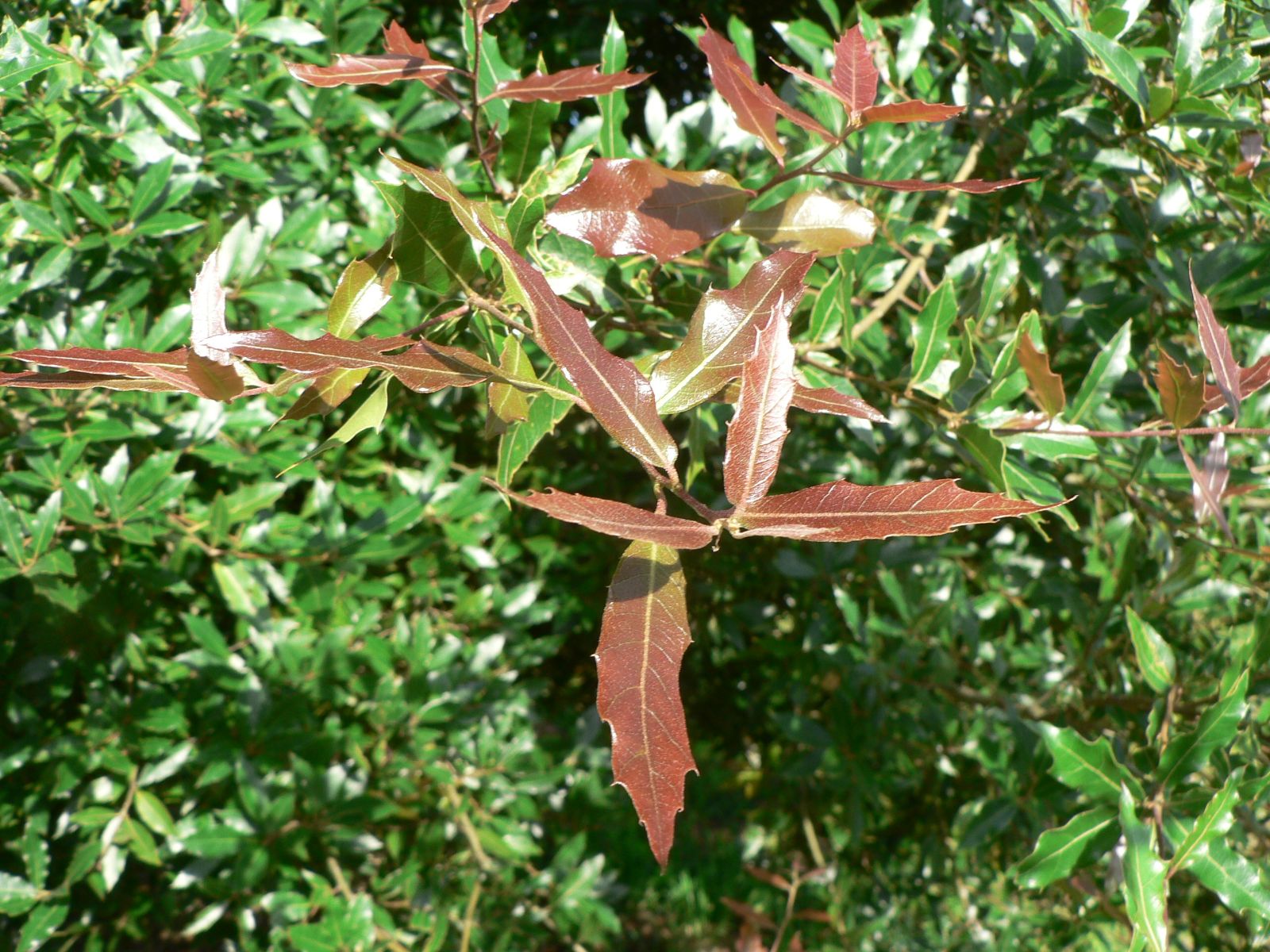New growth on Q. grahamii at Arboretum des Pouyouleix