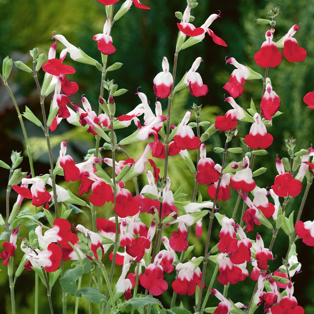 Salvia Hot Lips